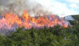Incendios Forestales - Extintores Guadalajara